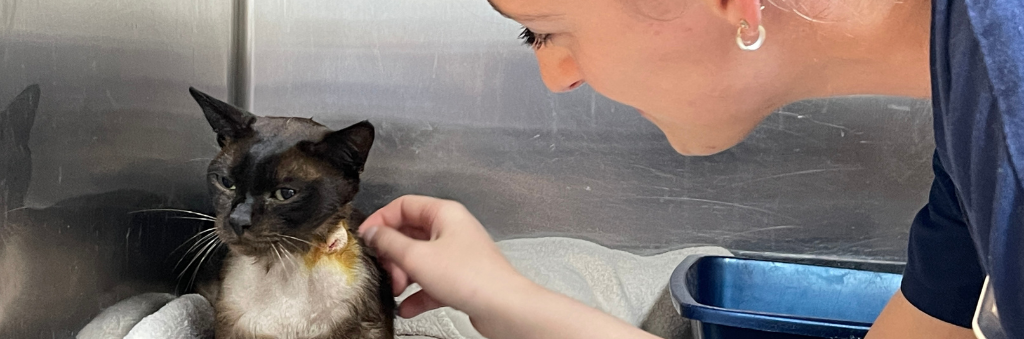 Vomiting and diarrhoea are some of the most common symptoms that bring pets through our doors. While it’s not uncommon if your cat or dog is being sick or having loose stools, these signs can