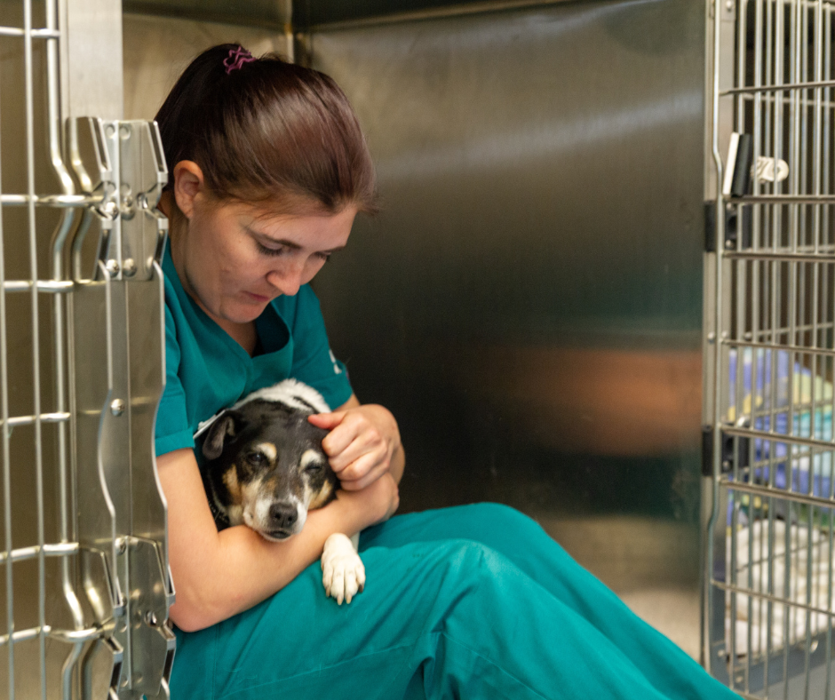 a nurse is taking care of a dog