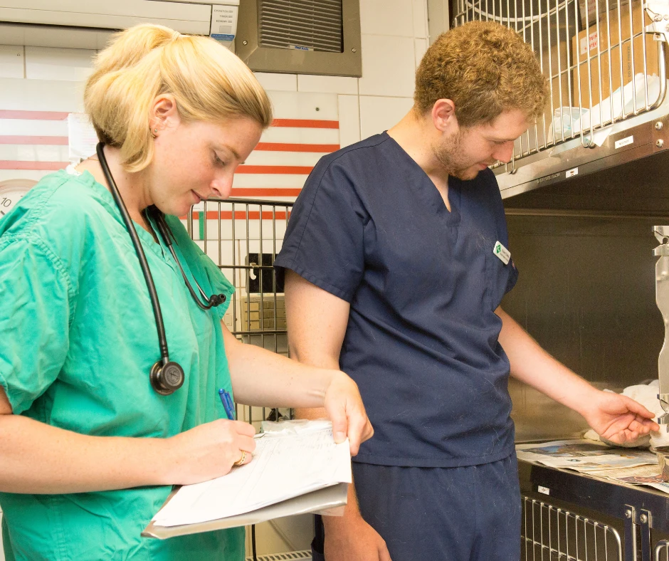 a vet and a nurse taking care of a pet patient