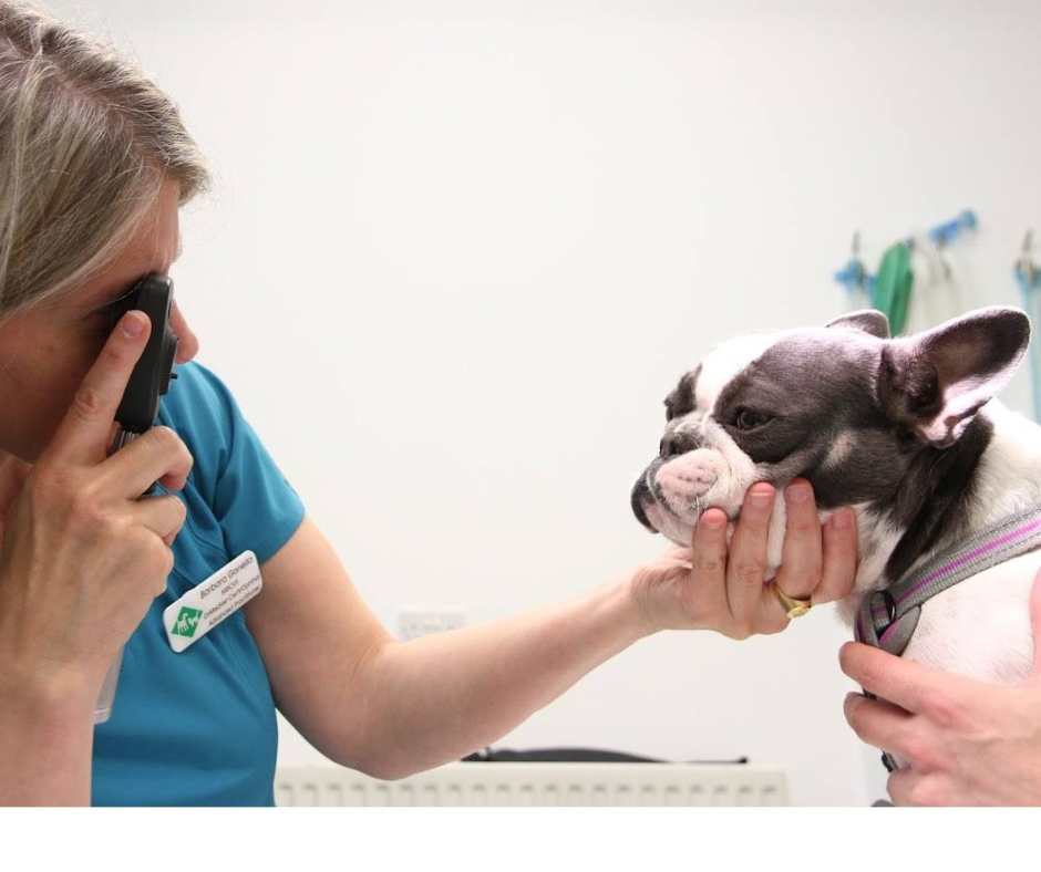 a vet eye specialist looking at a dog