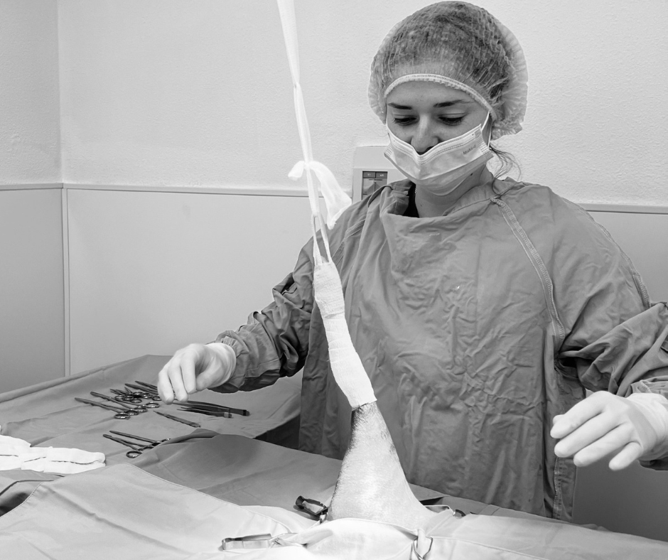 an orthopaedic procedure done by a vet