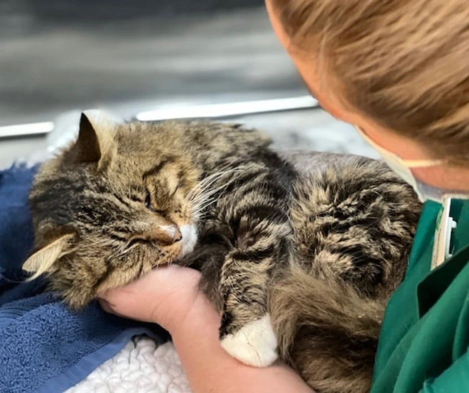 blocked cat receiving care