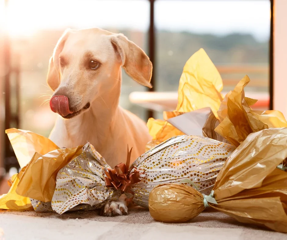 dog eating chocolate