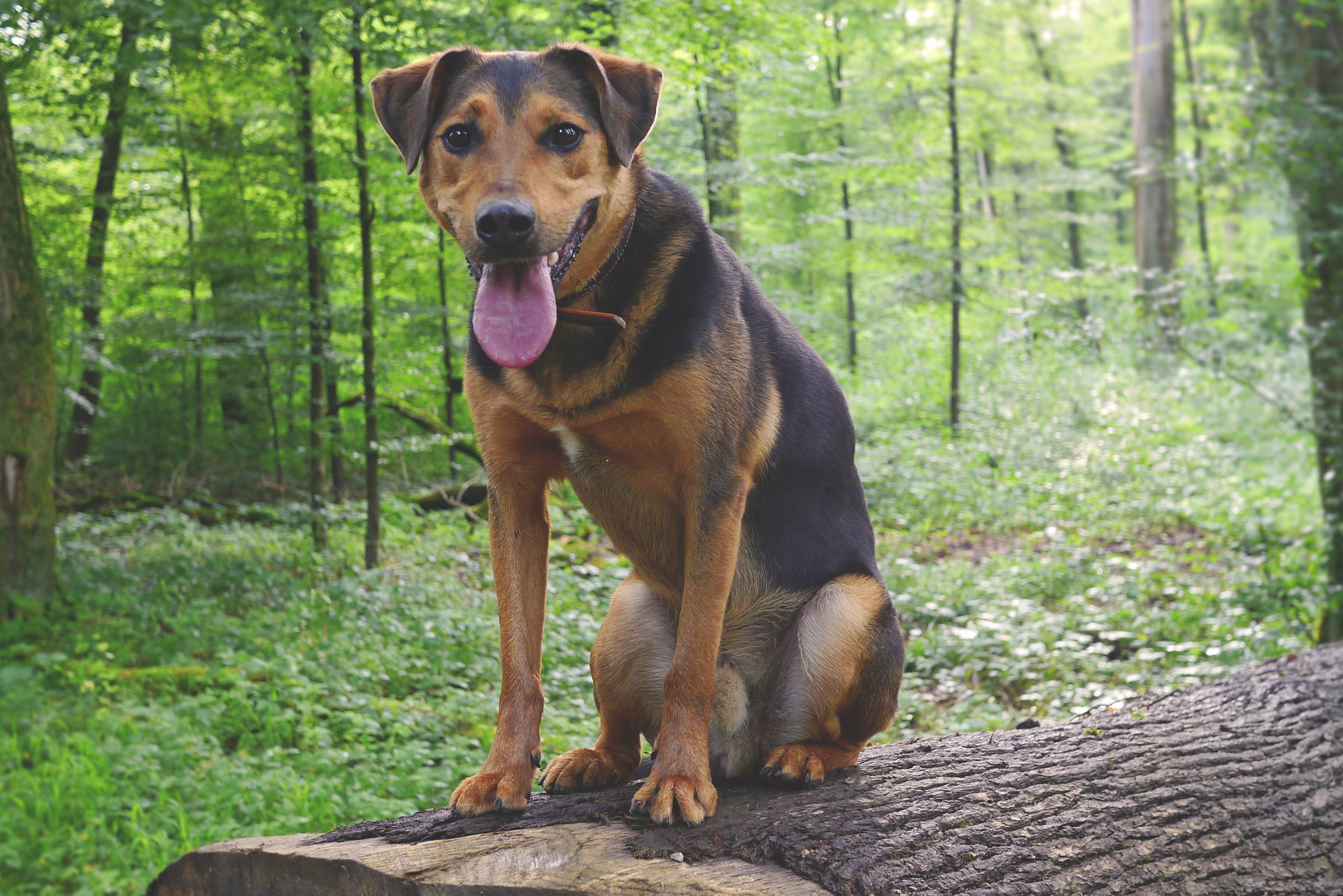 dog panting in forest