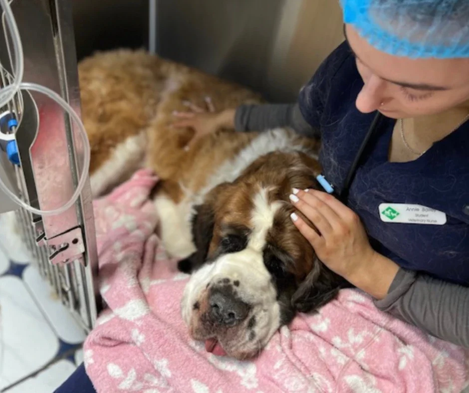 dog poisoned with chocolate receiving care