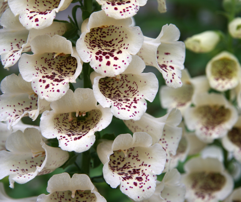 foxgloves are toxic to pets