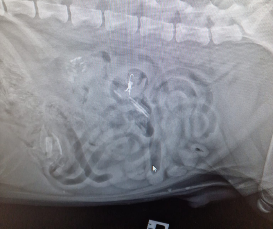 x ray of a dog showing foreign materials