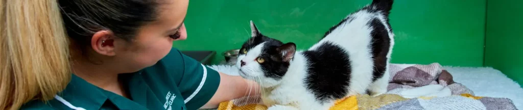 Feline Leukaemia in Kittens: What Every Cat Owner Should Know